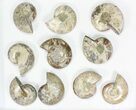 Lot: - Thick Ammonite (Anapuzosia) Pairs - Pairs #77106-1
